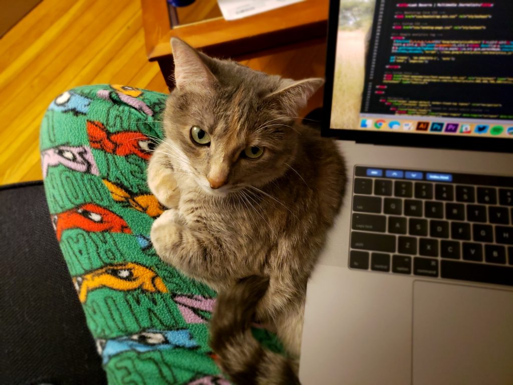 Picture of cat and computer